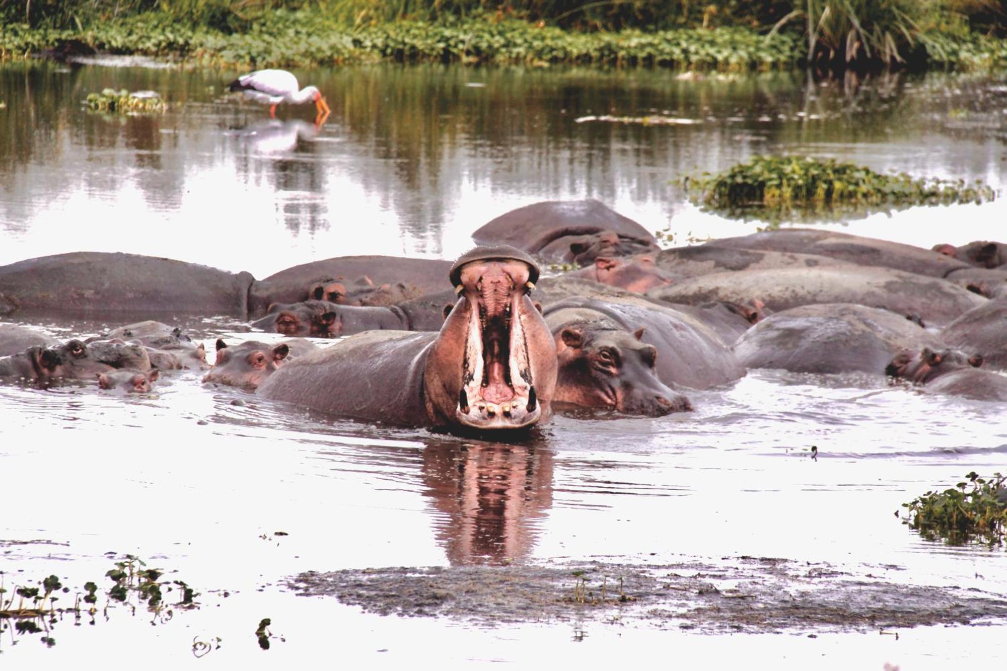 Вилла Baker Safari Company Kwangwazi Экстерьер фото